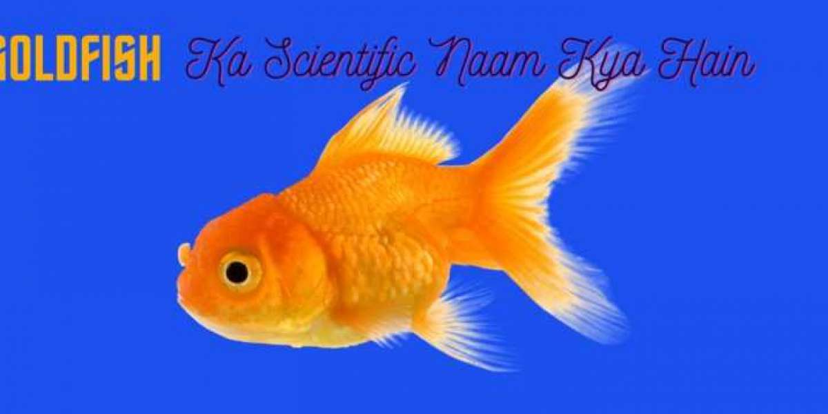 Goldfish Ka Scientific Naam Kya Hai